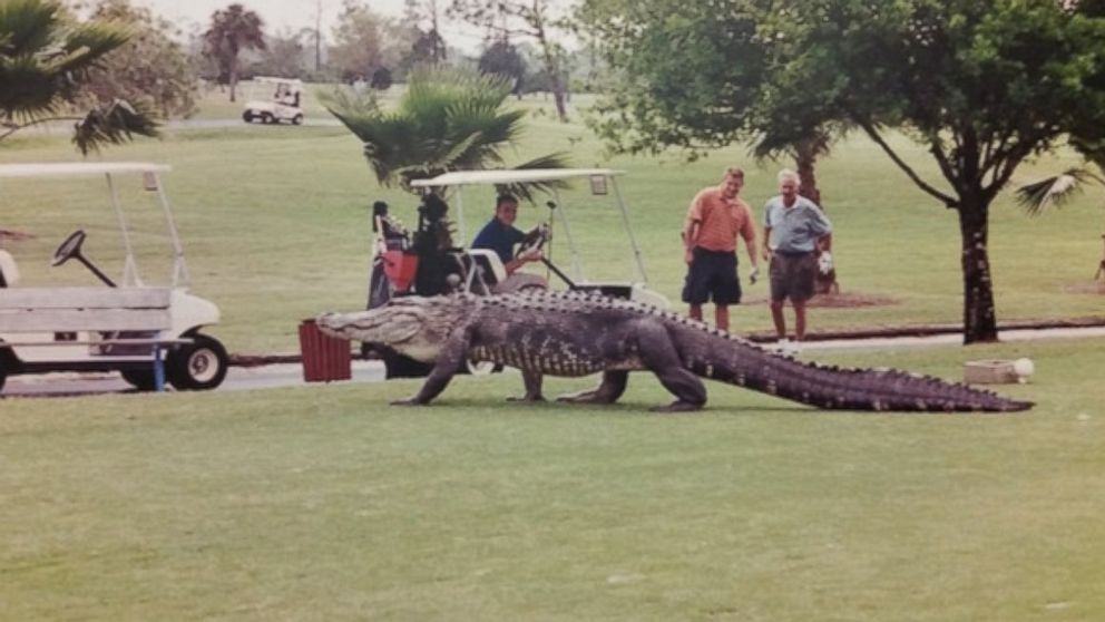 When The Monster Gator Wants To Play Through -- Let Him!