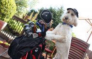 Dog Begging To Caddy For Mickelson In Match With Tiger