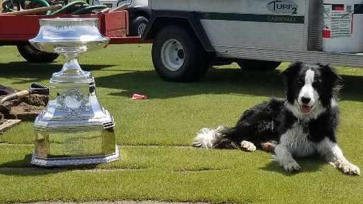 Hazeltine National Has It's Own Golf Course Dog!