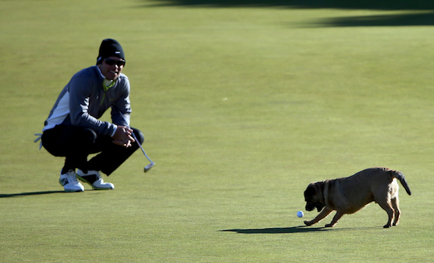 Dog-Gone Dog Friendly At The Dunhill Links
