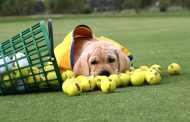 Kevin Na, Dustin Johnson Head For The Dog House