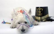 Happy New Year's Wishes From The Dog House To Your House