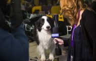 DogLegNews Dogs Want To Interview Kramer Hickok