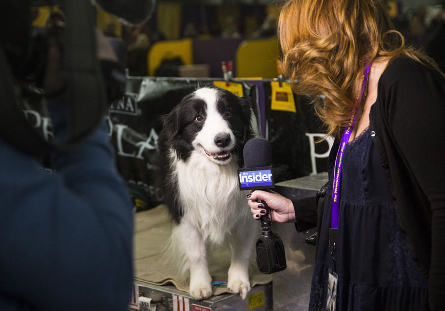 DogLegNews Dogs Want To Interview Kramer Hickok