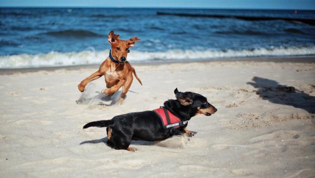 Time For The Dogs To Take A Long-Awaited Vacation
